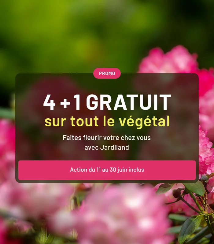 Fleurs