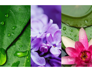 Lilac Blossoms Wax Melt