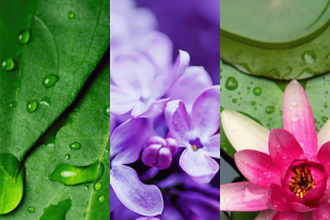 Lilac Blossoms Filled Votive