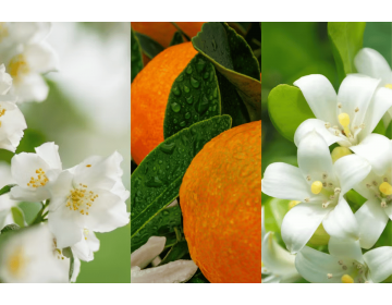 Midnight Jasmine Filled Votive