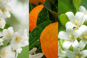 Midnight Jasmine Filled Votive