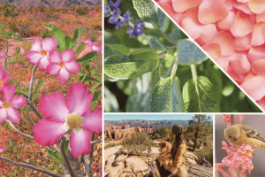Desert Blooms Wax Melt